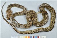 藏品(龜殼花)的圖片